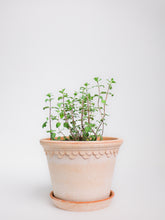 products/SotoProductShootLowQ-2025.jpg